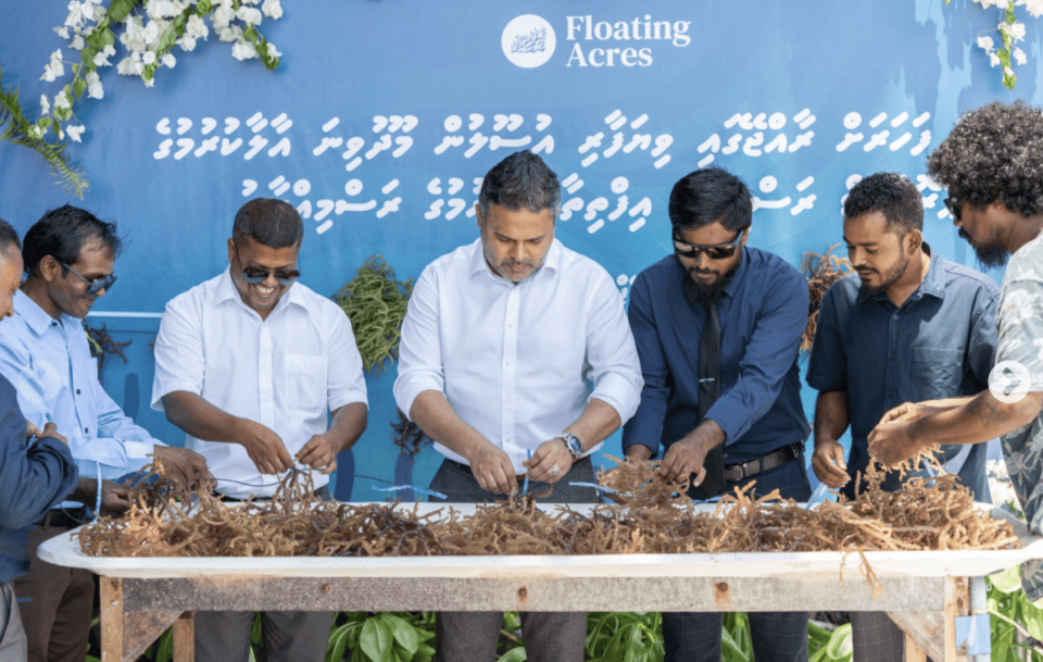 Mahaku 63 tonne ge seaweed Raajje in export kurey: Fisheries Ministry