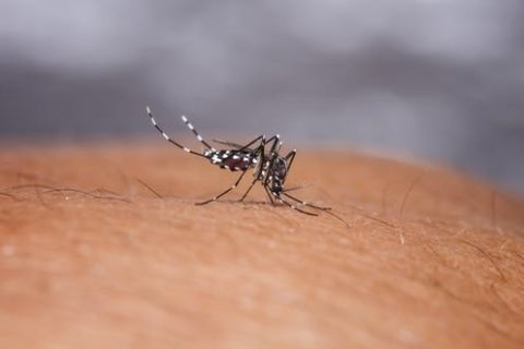 Dengue humun covid-19 ah dhifaaee baaru ufahdhaa: Dhiraasa 