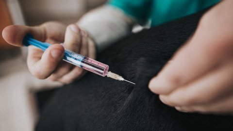 Russia ga janavaarah covid vaccine dheyn fashaifi