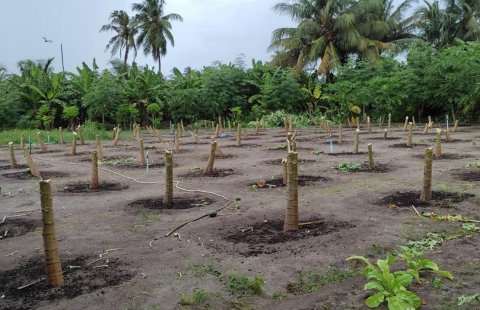 Kaashidhoo falhoa dhandakah bayaku gellun dheefi