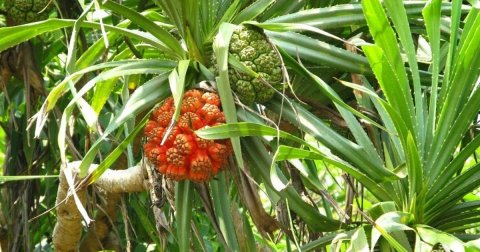 Kashi keyo: Nukai dhookohlaa vareh noon!