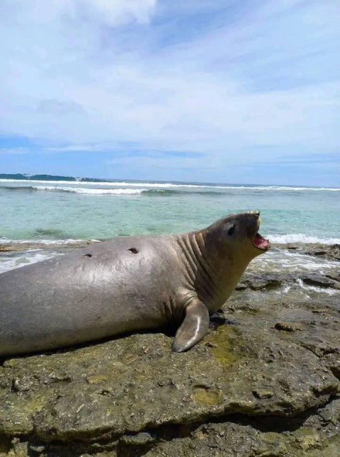 Seal monitor kuran volunteerun hoadhany