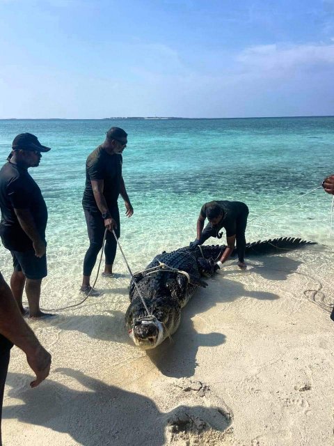 MNDF in kinboo hifaifi