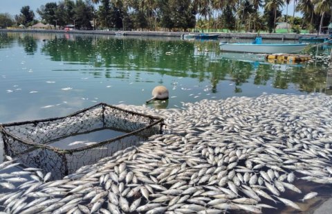 Vaikaradhoo falhu therey gina adhadhenge mushimas maruve kunivejje