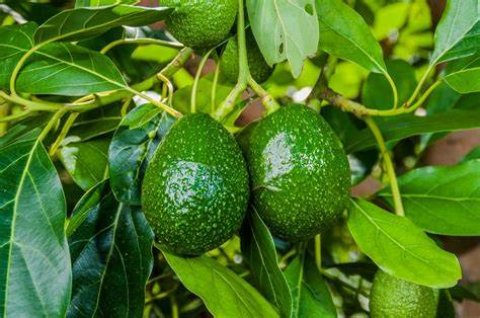 Avocado hehdhey minvaru dhahvanee!