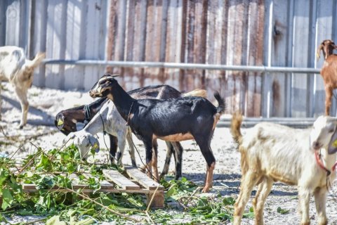 Bodu Eid ah Addu city gai kathilan bakari hoadhanee