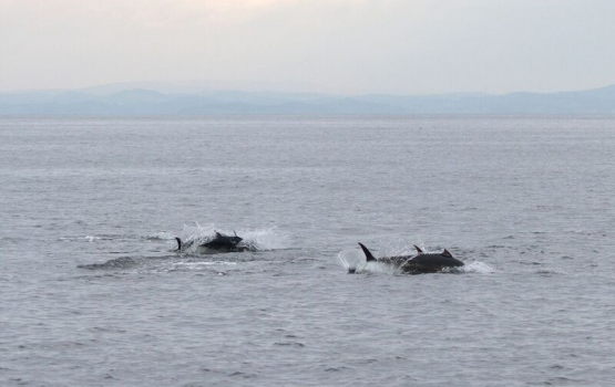 Dhuniyeyge emme agubodu mas ingireysivilaathuge asseyrifashun