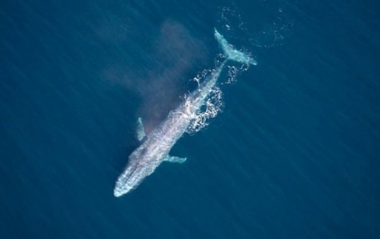 100 aharuge thereygai blue whale ehge 3 vana fenilun 