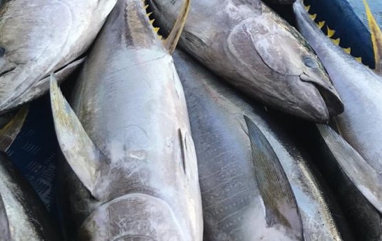 Bodu kanneli ganna agu varah bodah dhashah hingajje