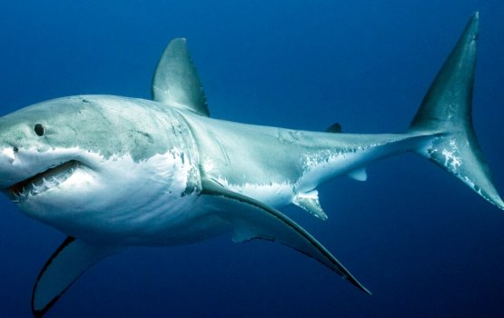 Covid-19 wah vaccineh hoadhumah bai million miyaru maraalan jehidhaane?