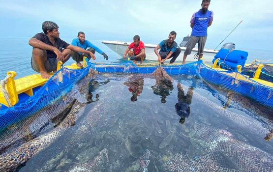 Mahibadhoo gai aalaa kuri faana thah Netherlands an fonuvanee