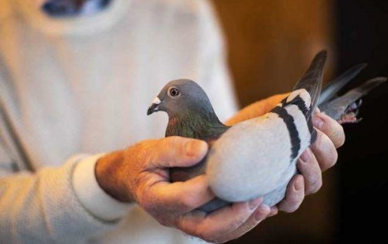 Race jahaa kotharu, New Kim 1.6 million Euro ah vikijje