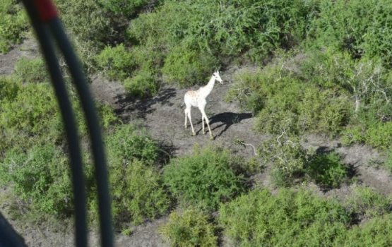 Dhuniyeygai mihaaru oi hamaekani hudhu giraf track kuran ninmaifi