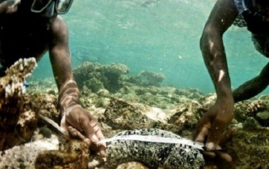 Huifilandaa ge masverikan kuran licence nagan jehey gothah hadhanee