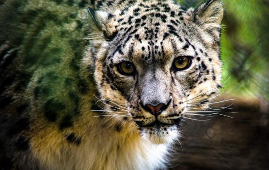 Zulehgai oi snow leopard eh ves covid ah positive vejje