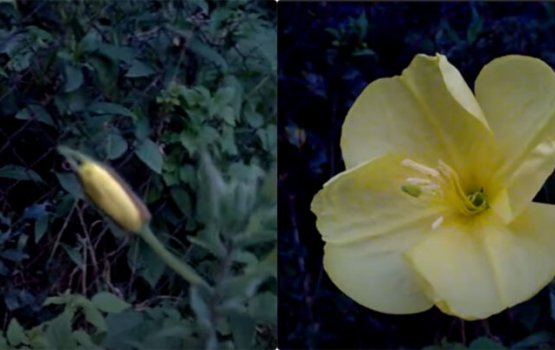 Miee bangeege adah folhey maleh! Subuhanallah!