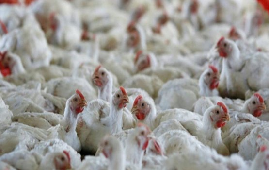 India in dhooni roagaa fenijje