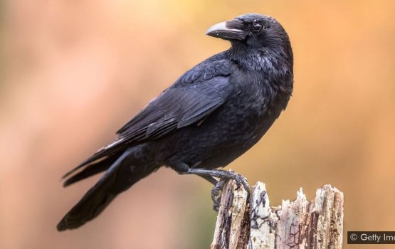 Kaalhakee insaanun gothah amilla ah kanthah dheneganna dhoonyeh: Dhiraasaa