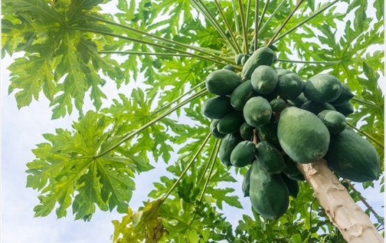 Falho fathugai dengue ah faruva eh veytho balanee 