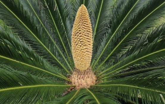 Mi gas alun mifenunee 60 million aharu fahun