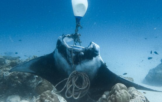 Himaayah koffaivaa sarahahdhah vanumugai samaalu vumah EPA in edhefi