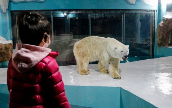 China gai Polar bear hotel eh hulhuvaifi