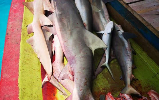 Miyaru masverikan kuran thibi bayaku fuluhun ge belumuge dhashah