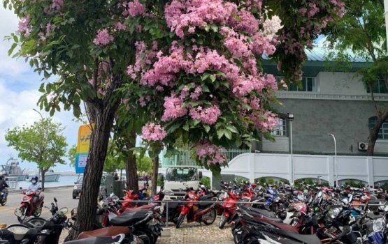 Hiygaimu kamun nubeleyvareh noon