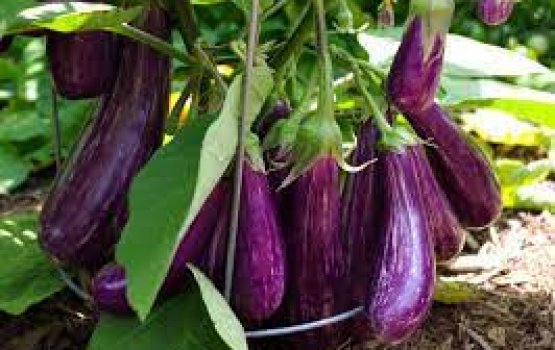 Barudhan lui kuran kaanvee bashi 