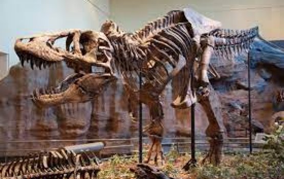 T- rex ge aabaadhee 2.5 billion ah vure gina: dhiraasaa