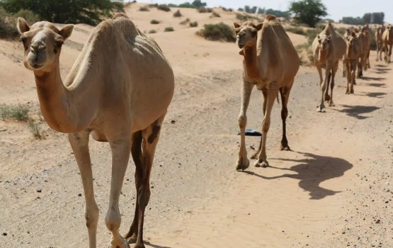Covid 19 ge dhiraasaa thakah jamalu beynun kurany