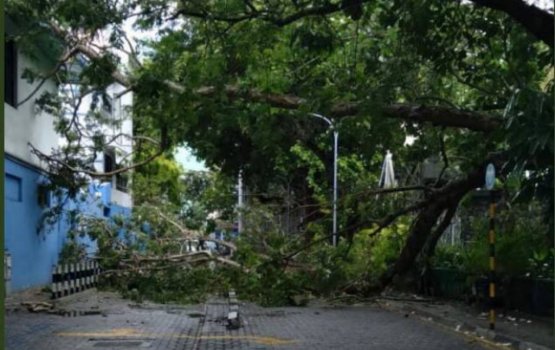 Bodu gaheh vetti Lily Magu bandhu vejje
