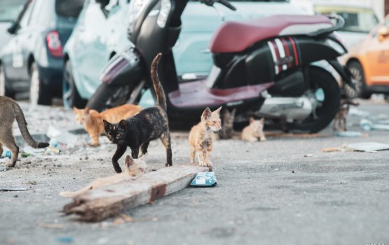 Bulhalah khaassa facility eh gaaimu kurahumah city council ninmaifi