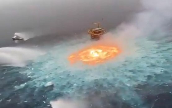 Mexico kandu gai roavi alifaan gandeh nivvaa laifi