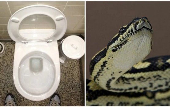 Faakhaana beynun kuranikoh bodu harufa eh dhai alhaifi