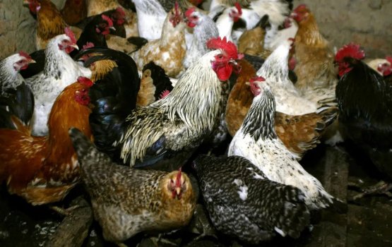 Ghana gai dhooni roaga haluvi kamaa eku fethurenee