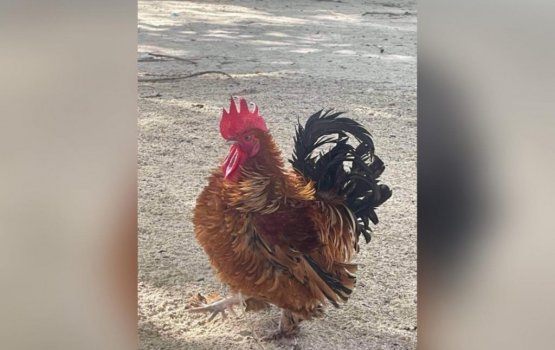 Artificial beach gai ulhey kukulhuthakeh kathili massalla goasvejje