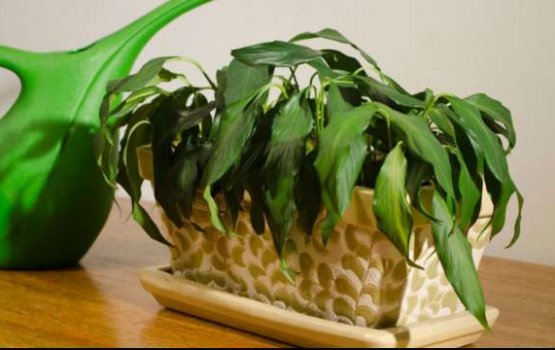 Vissaara iru gas hehdhumugai mi kankamah samaalu vaathi!