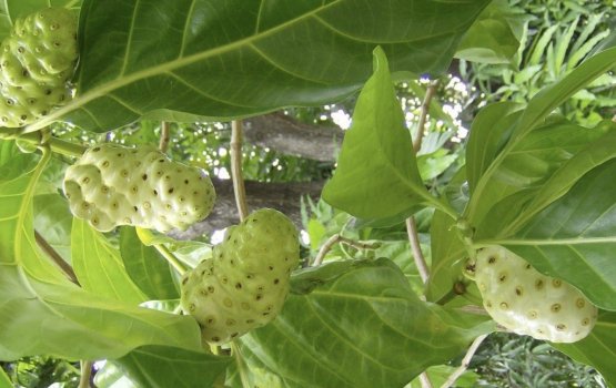 Ahivakun gina sihhee faidhaathakeh libidhey