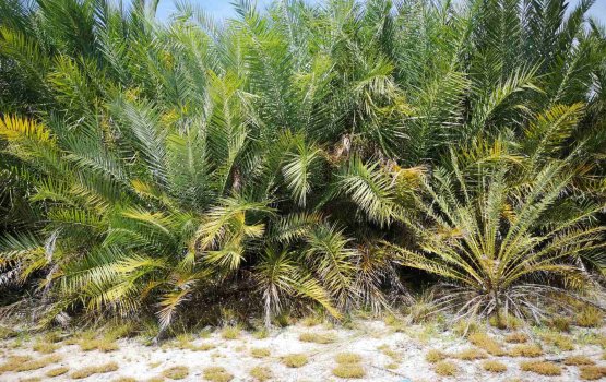 Thulhaadhoo hikki sarahadhugai bodu kadhuru ruh dhandeh