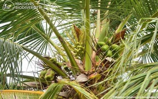 Eh gaheh, Ethah beynumeh!