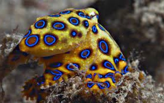 Nurahkaatheri viha gadha reethi boavaaeh, ainulaathi!