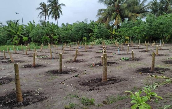 Kaashidhoo falhoa dhandakah bayaku gellun dheefi