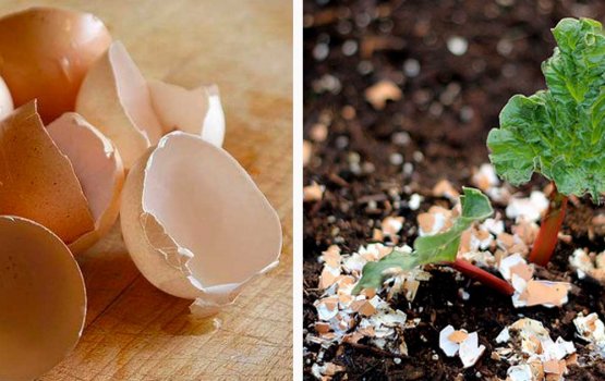 Bis thoshin kurevey gina beynun thakeh!