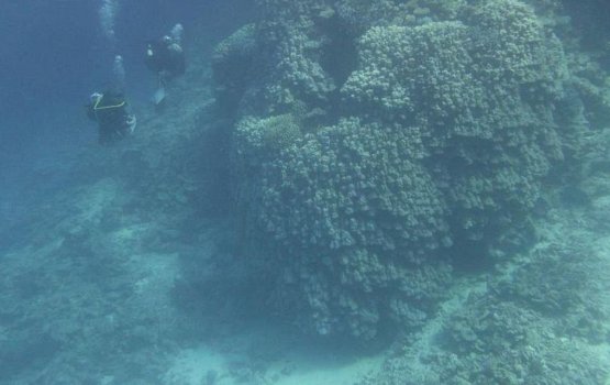 600 aharu vee murakaige vaadhee eh rai kandun fenijje