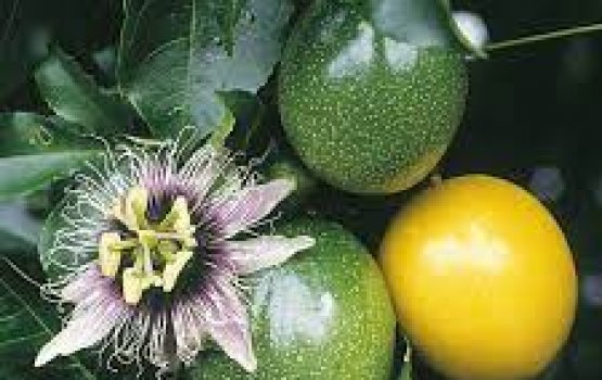 Passion fruit ah Jumhooree meyvaa kiyunu  goi miothee