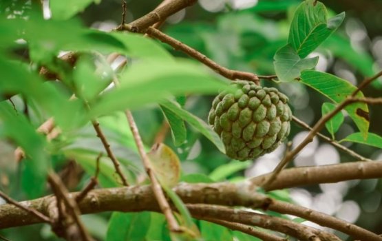 Meyva akaa hedhi Taiwan aai China tholhenee!