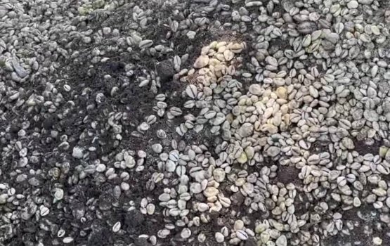 Holhudhoon100 aharah vure gina dhuvas vee boli valheh fenijje