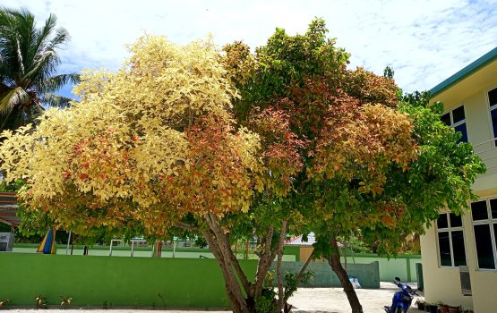 Eki kulathakah fai badhaluvefaivaa gaheh Nilandhoogai!