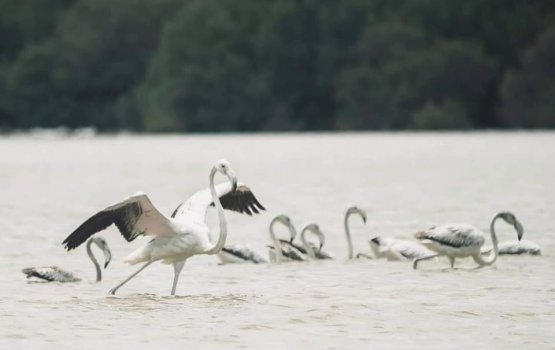 Flamingo in riha nukakkan raees Nasheed edhivadaigenfi